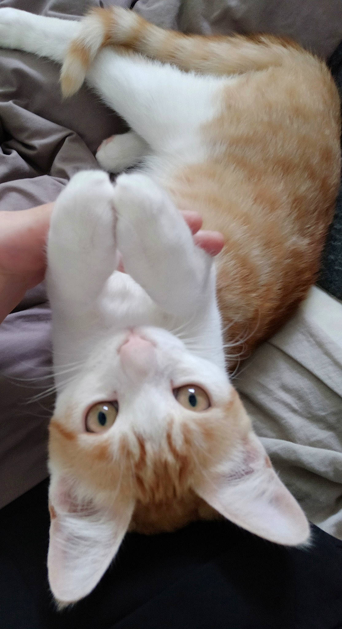 Rimbaud a rejoint le concours — aidez-le/la à gagner de superbes lots ! asian, burmilla, carnivore, cat, claw, colorpoint_shorthair, fawn, felidae, khao_manee, paw, polydactyl_cat, small_to_medium_sized_cats, snout, tail, whiskers