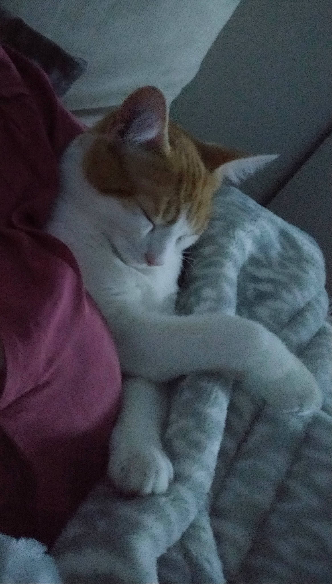 Rimbaud participe au concours pour gagner de l'argent avec cette photo : aegean_cat, carnivore, cat, domestic_short_haired_cat, ear, european_shorthair, fawn, felidae, fur, kitten, nap, polydactyl_cat, small_to_medium_sized_cats, tail, whiskers