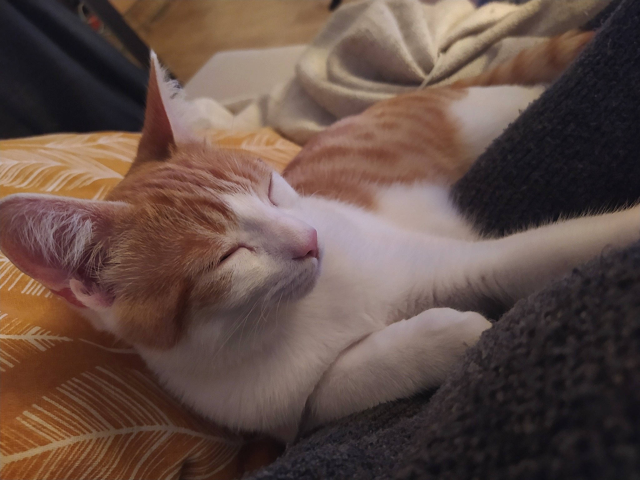 Rimbaud participe au concours pour gagner de l'argent avec cette photo : aegean_cat, american_wirehair, asian, carnivore, cat, domestic_short_haired_cat, ear, european_shorthair, felidae, fur, kitten, leg, mammal, nap, paw, singapura, sleep, small_to_medium_sized_cats, snout, whiskers