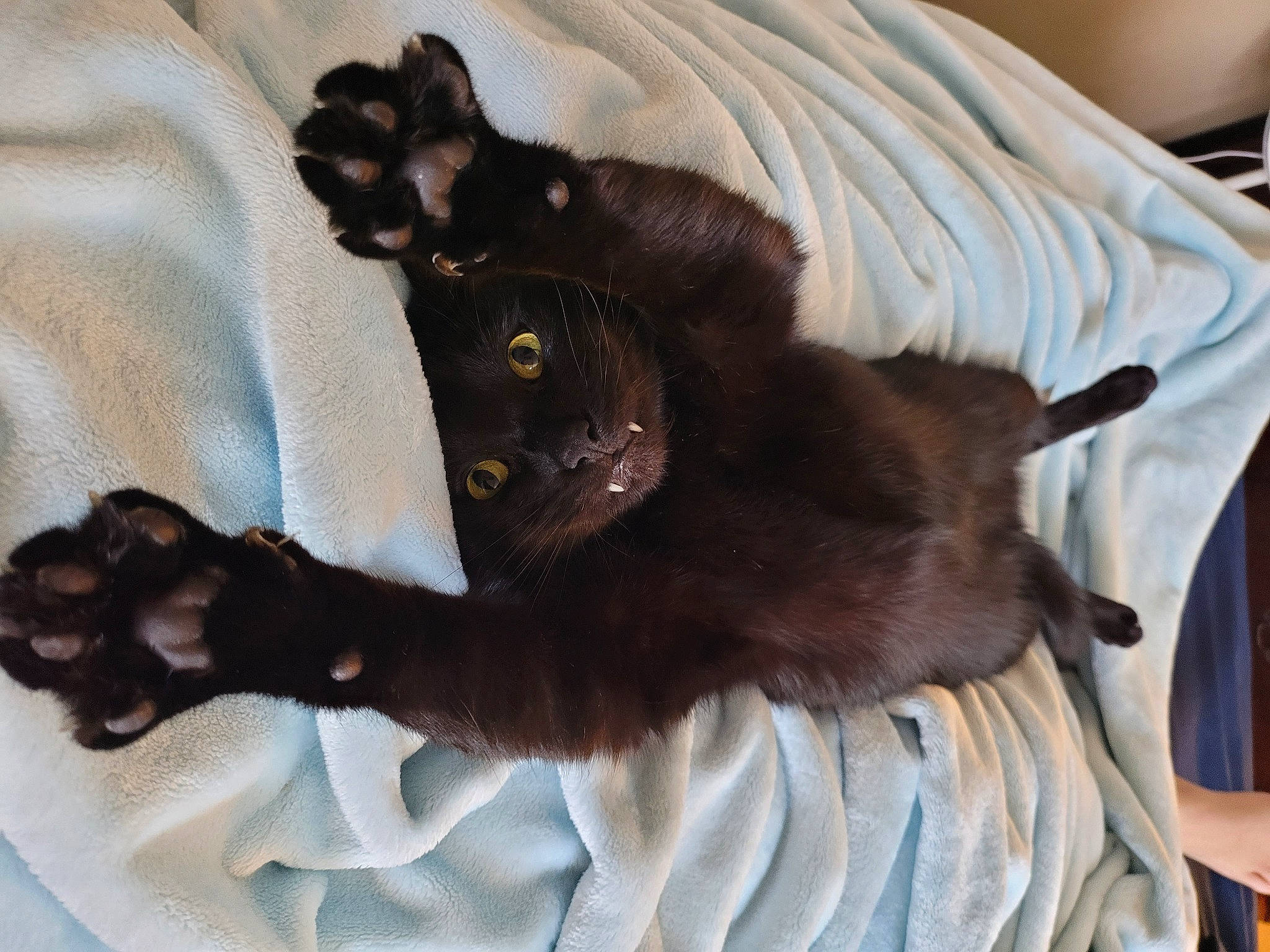 Baloo joined the competition — help win amazing prizes! black_cat, bombay, carnivore, cat, claw, comfort, companion_dog, dog_breed, domestic_short_haired_cat, ear, felidae, fur, linens, liver, paw, plant, small_to_medium_sized_cats, tail, terrestrial_animal, whiskers