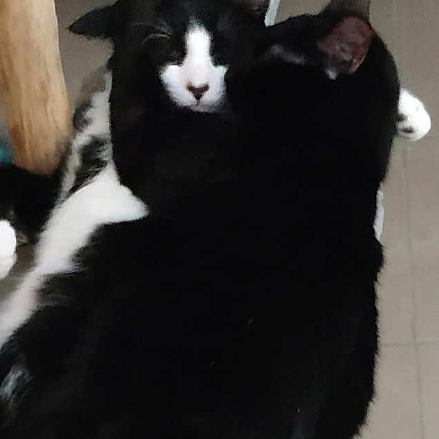 Rùben Et Robin