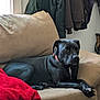 dog, black_dog, couch, indoor, pet, canine, collar, blanket, furniture, living_room, relaxed, cozy, brown, wooden_table, jacket, resting, domestic_animal, side_view, animal, calm
