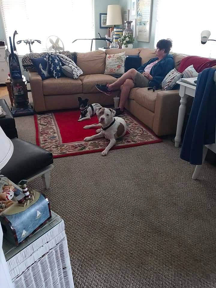 Elijah And Little Bomb joined the competition — help win amazing prizes! building, carnivore, comfort, companion_dog, couch, dog, dog_breed, floor, flooring, furniture, hardwood, houseplant, interior_design, lamp, lighting, living_room, picture_frame, property, studio_couch, table