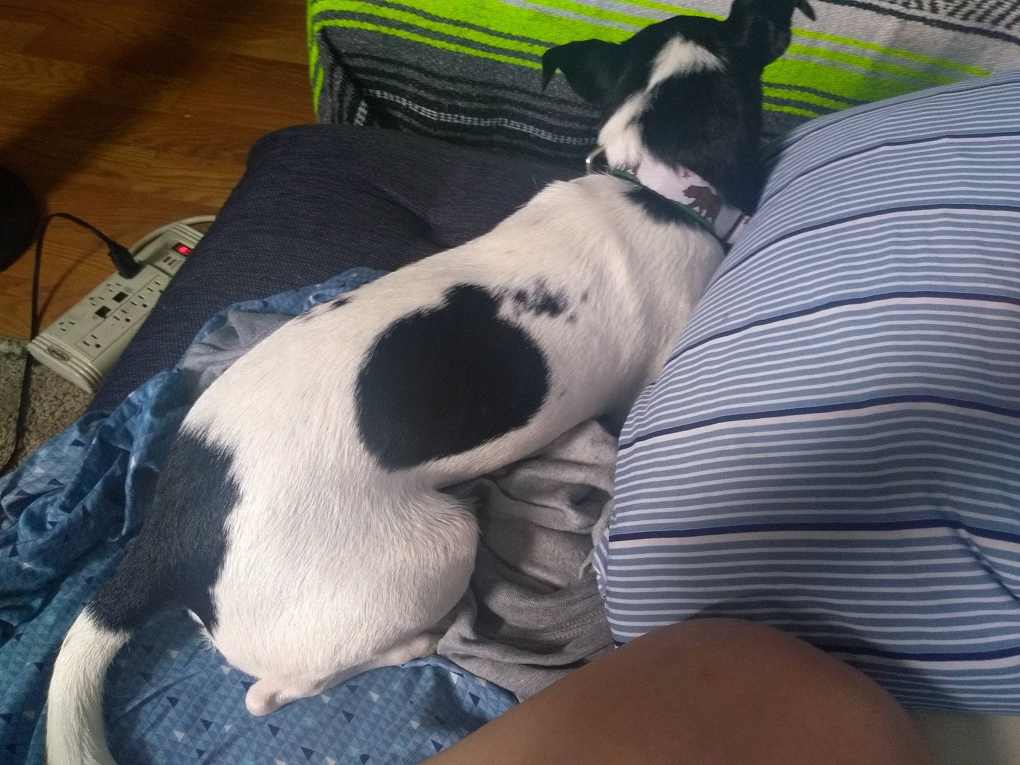 Elijah is registered to the contest to win money with this photo: canidae, carnivore, comfort, companion_dog, dog, dog_breed, dog_supply, fawn, felidae, fur, linens, mammal, nap, paw, snout, sporting_group, tail, toy_dog, whiskers, working_animal