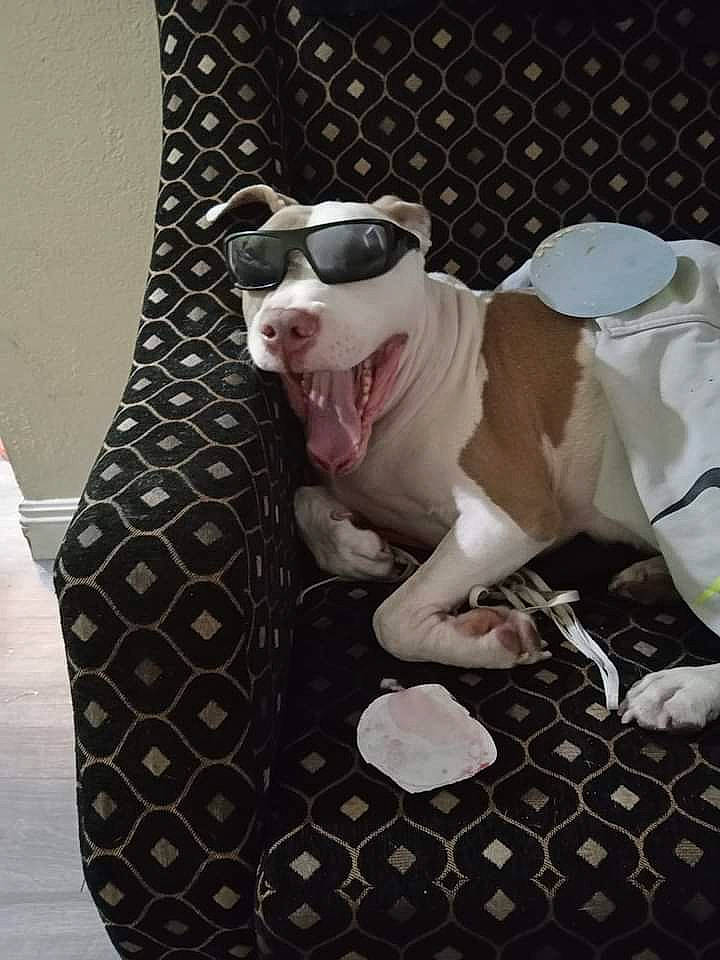 Elijah joined the competition — help win amazing prizes! carnivore, companion_dog, dog, dog_breed, dog_clothes, dog_supply, eyewear, fawn, felidae, formal_wear, headgear, linens, pattern, snout, sporting_group, sunglasses, toy_dog, vision_care, whiskers, working_animal