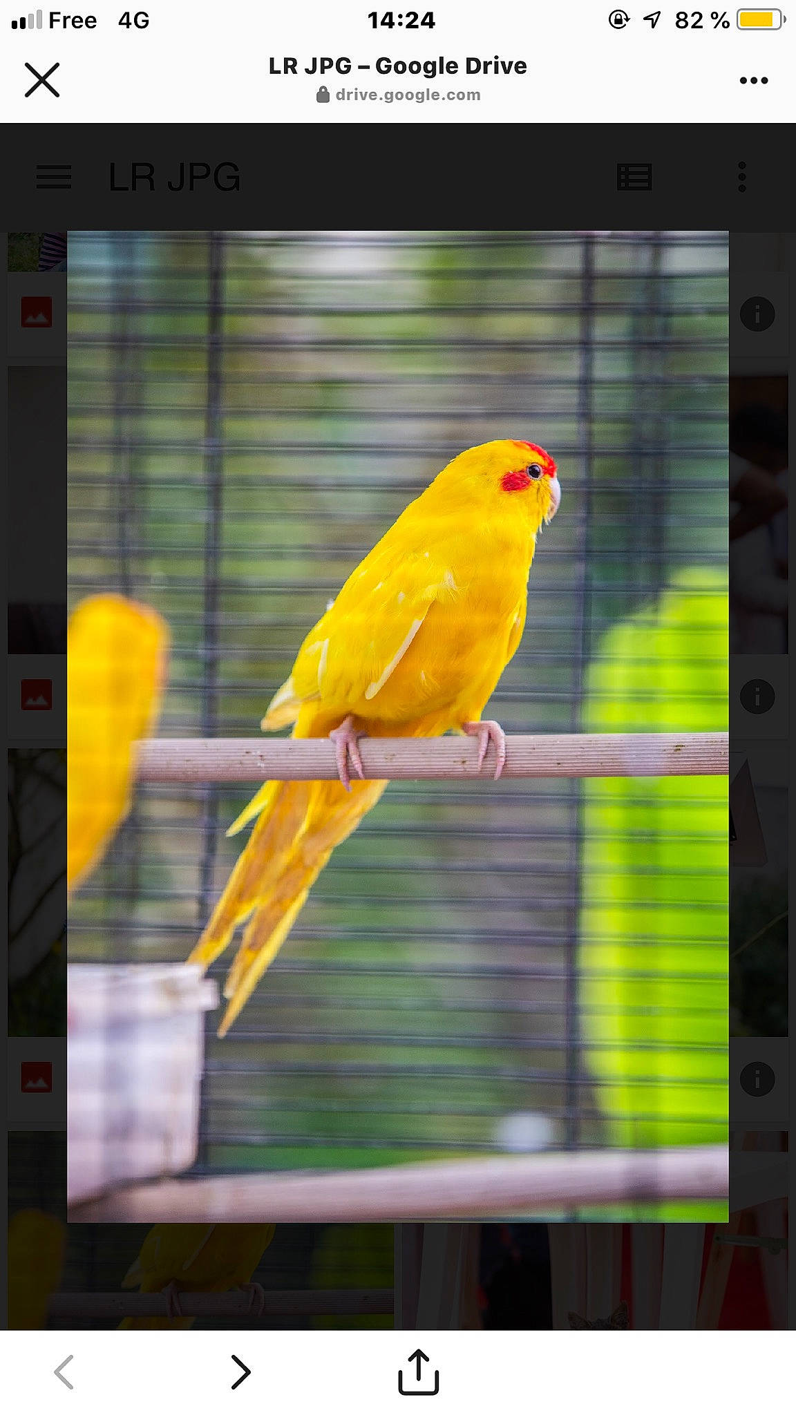Pepito a rejoint le concours — aidez-le/la à gagner de superbes lots ! adaptation, atlantic_canary, beak, bird, budgie, cage, canary, finch, organism, parakeet, parrot, perching_bird, photography, songbird, vertebrate, wing, yellow, zoo