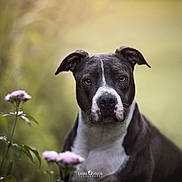 Zoé participe au concours pour gagner de l'argent avec cette photo : dog, black_and_white, pitbull, portrait, outdoor, flower, nature, greenery, animal, canine, pet, fur, ears, eyes, snout, sitting, closeup, bokeh, sunlight, grass