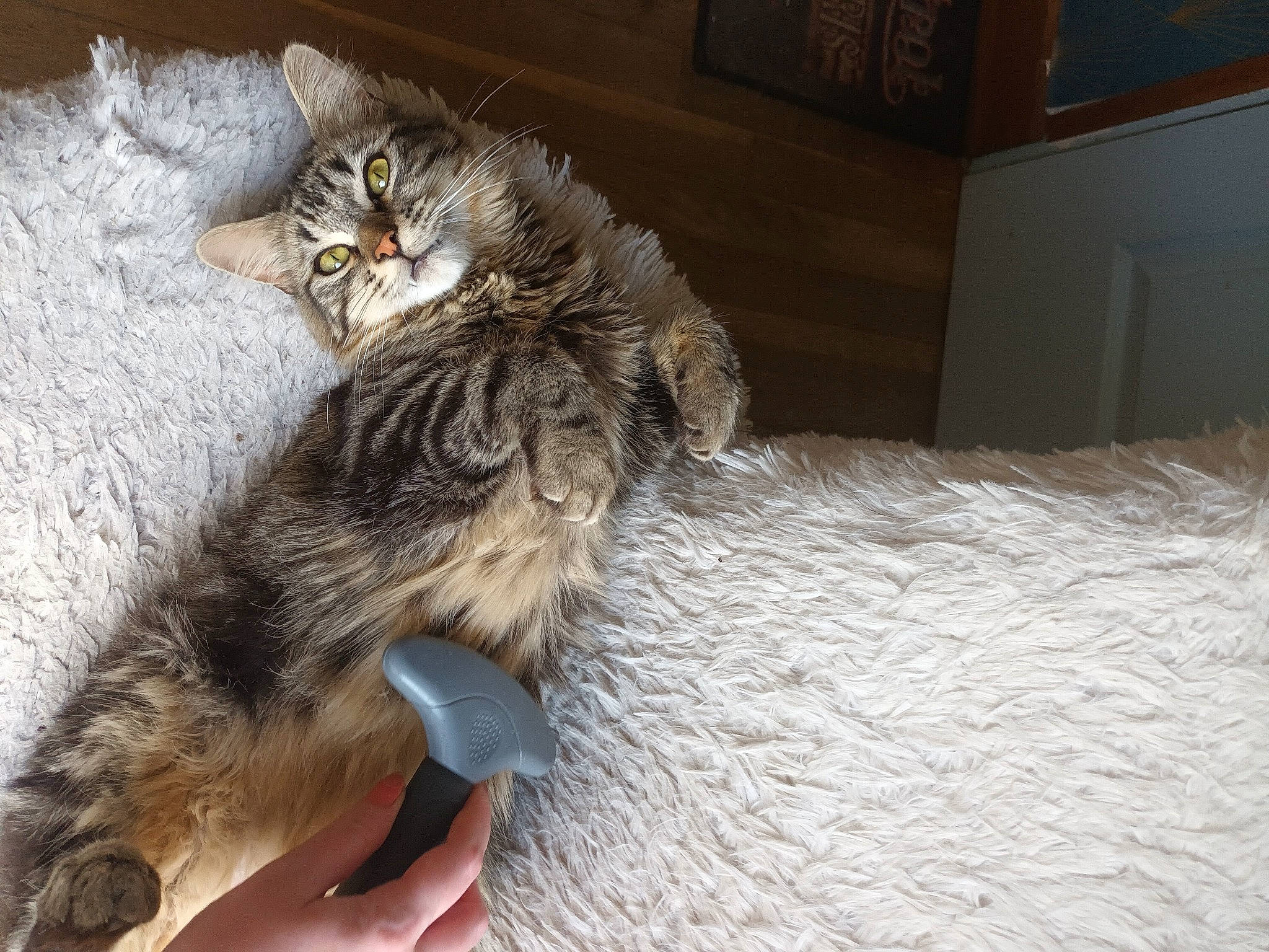 Kimono participe au concours pour gagner de l'argent avec cette photo : carnivore, cat, claw, comfort, domestic_short_haired_cat, felidae, flooring, fur, grey, lap, nap, paw, small_to_medium_sized_cats, tail, whiskers, wood