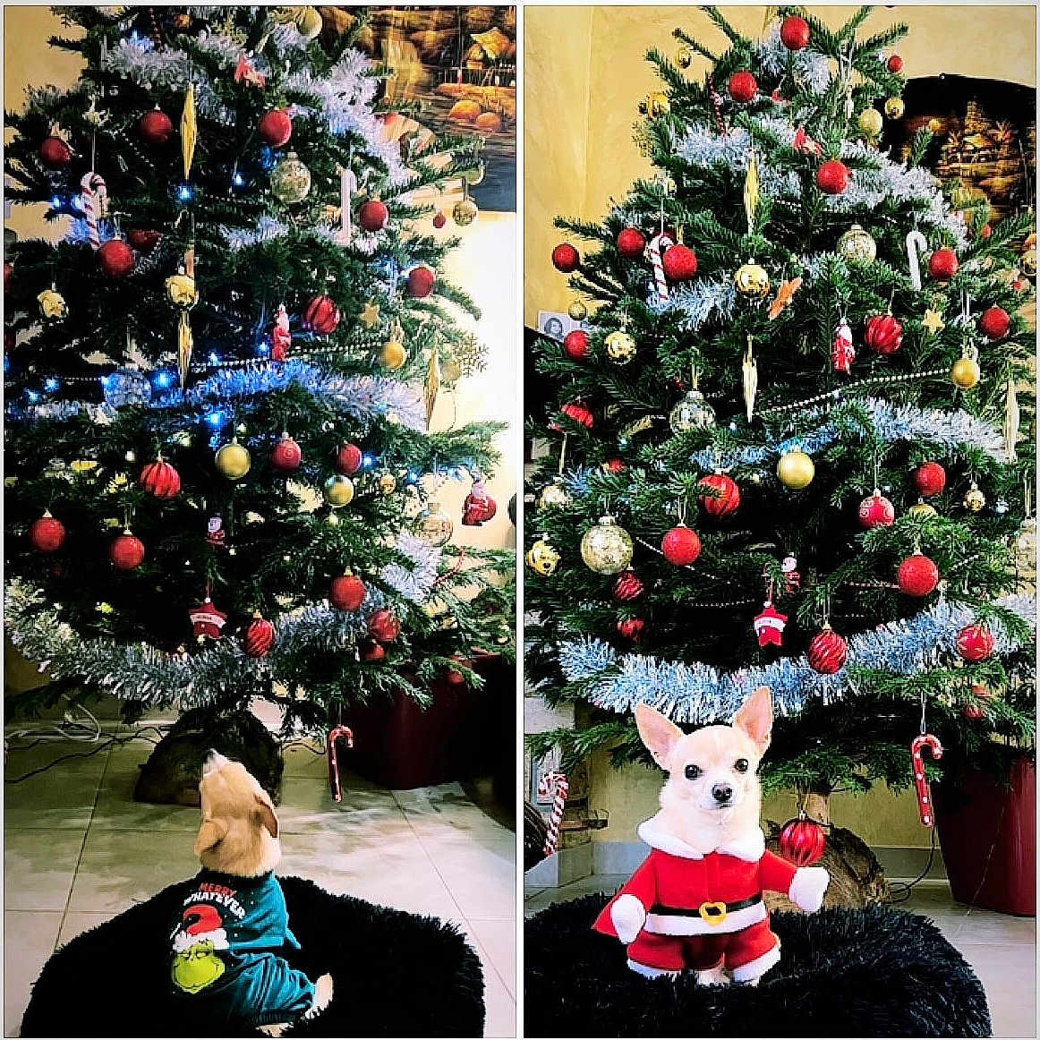 Lucky a rejoint le concours — aidez-le/la à gagner de superbes lots ! accessories, animal, canine, christmas, christmasdecorations, christmastree, conifer, dog, festival, fir, homedecor, person, pet, pine, plant, plush, pottedplant, rug, toy, tree