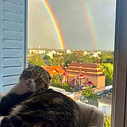 Addie participe au concours pour gagner de l'argent avec cette photo : cat, rainbow, double_rainbow, window, pet_bed, orange_ball, suburban, sky, clouds, building, tree, daylight, animal, curious, feline, domestic_cat, looking_back, indoor, relaxed, colorful