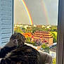 cat, rainbow, double_rainbow, window, pet_bed, orange_ball, suburban, sky, clouds, building, tree, daylight, animal, curious, feline, domestic_cat, looking_back, indoor, relaxed, colorful