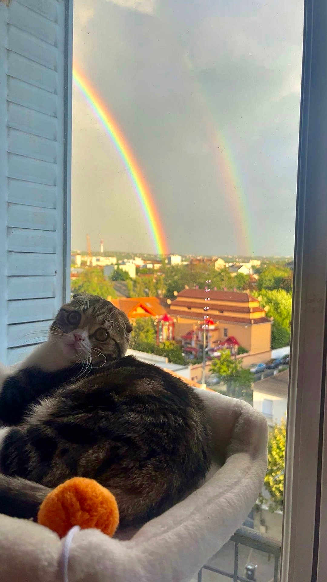 Addie participe au concours pour gagner de l'argent avec cette photo : cat, rainbow, double_rainbow, window, pet_bed, orange_ball, suburban, sky, clouds, building, tree, daylight, animal, curious, feline, domestic_cat, looking_back, indoor, relaxed, colorful