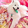 Mambo participe au concours pour gagner de l'argent avec cette photo : adorable, bright_colors, collar, costume, cute, decor, dog, festive, fluffy, glitter, indoor, lying_down, pet, pink_background, portrait, sequins, sparkle, tongue_out, white_dog, wings