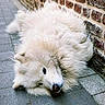animal, brick_wall, canine, companion, cute, dog, fluffy, fur, laying, lying_down, mammal, outdoor, pavement, pet, portrait, relaxed, resting, sidewalk, street, white_dog