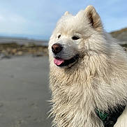 Mambo a rejoint le concours — aidez-le/la à gagner de superbes lots ! animal, beach, canine, closeup, daylight, dog, ears, fluffy, fur, happy, muzzle, nature, outdoor, pet, portrait, samoyed, sand, sky, tongue_out, white_fur