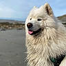 animal, beach, canine, closeup, daylight, dog, ears, fluffy, fur, happy, muzzle, nature, outdoor, pet, portrait, samoyed, sand, sky, tongue_out, white_fur