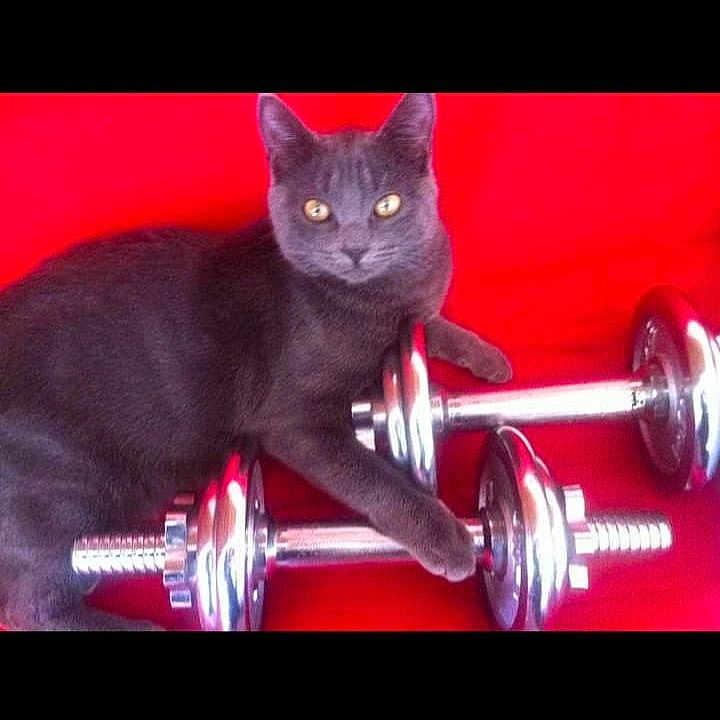 Mimine a rejoint le concours — aidez-le/la à gagner de superbes lots ! animal, axle, blackcat, brasssection, cat, driveshaft, fitness, gym, gymweights, horn, kitten, lighting, machine, manx, musicalinstrument, pet, purple, silver, sport, workingout