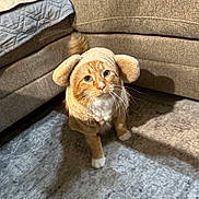 Oliver joined the competition — help win amazing prizes! adorable, animal, beige, carpet, cat, costume, couch, cozy, cute, ears, fluffy, fur, home, indoor, looking_up, orange_cat, pet, shadow, whiskers, white_paws