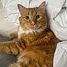 Oliver joined the competition — help win amazing prizes! animal, bed, cat, closeup, cozy, cute, domestic_cat, ears, feline, fluffy, fur, indoor, laying, looking, orange_tabby, pet, relaxed, resting, whiskers, white_bedding