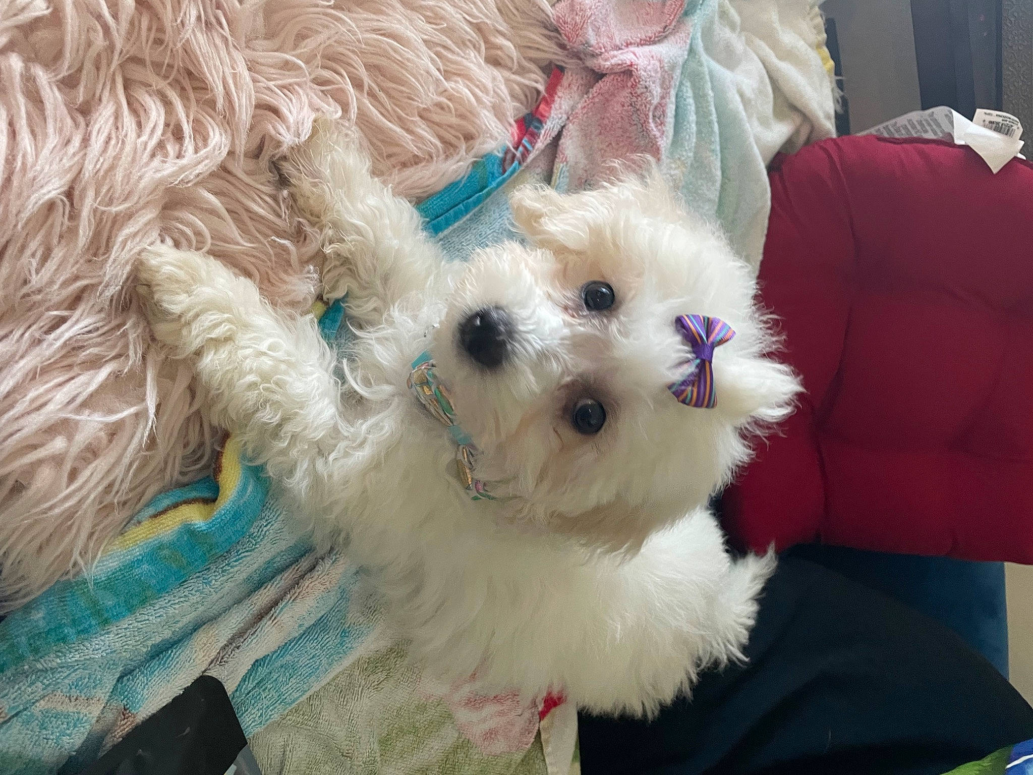 Rose is registered to the contest to win money with this photo: canidae, carnivore, collar, companion_dog, dog, dog_breed, dog_clothes, dog_collar, dog_supply, fashion_accessory, fawn, fur, pet_supply, small_terrier, snout, sporting_group, sunglasses, toy, toy_dog, working_animal