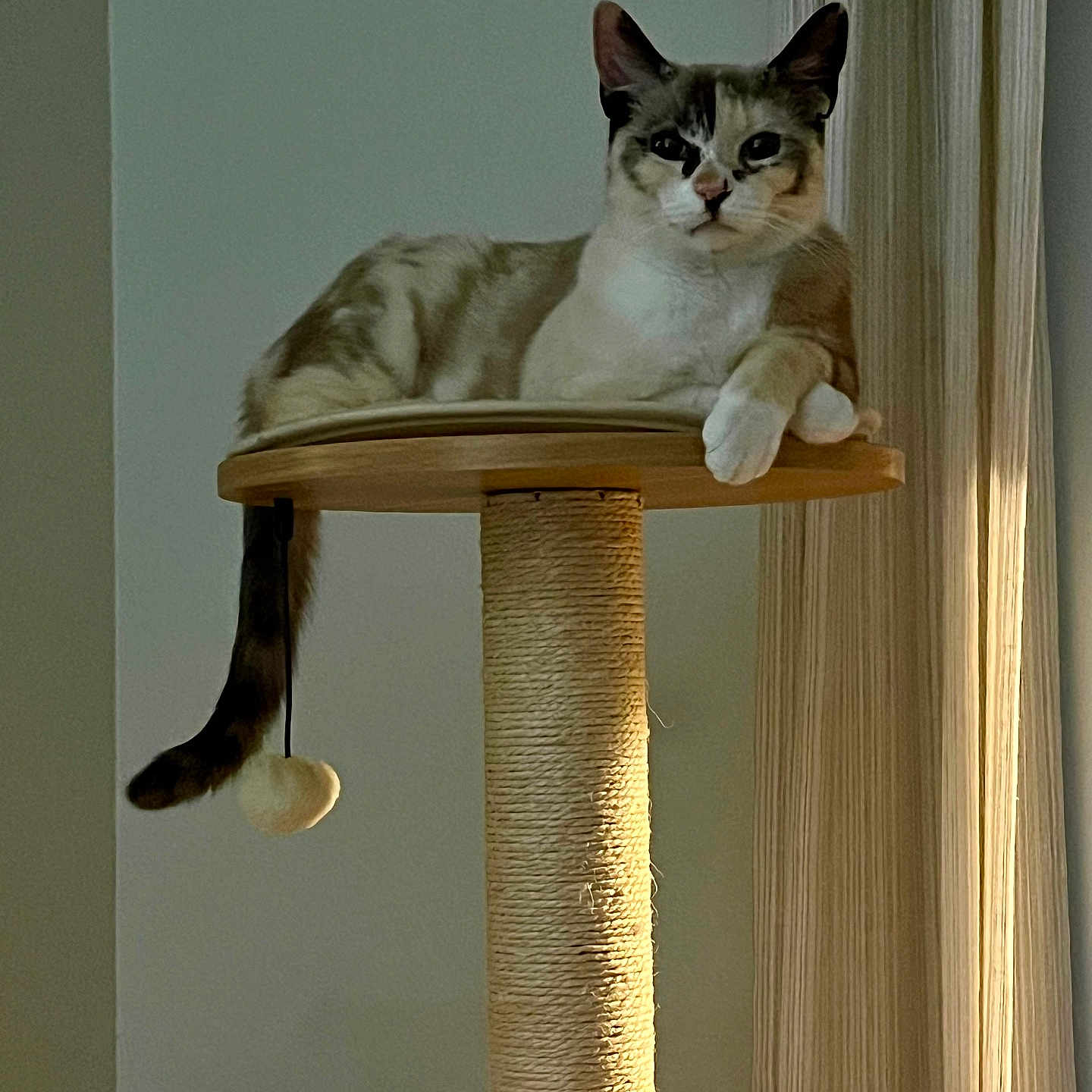 Callie joined the competition — help win amazing prizes! animal, calm, cat, cat_tree, cozy, curtain, dangling, fur, household, indoor, light, paw, pet, relaxed, shadow, table, tail, toy, vertical, wooden_furniture