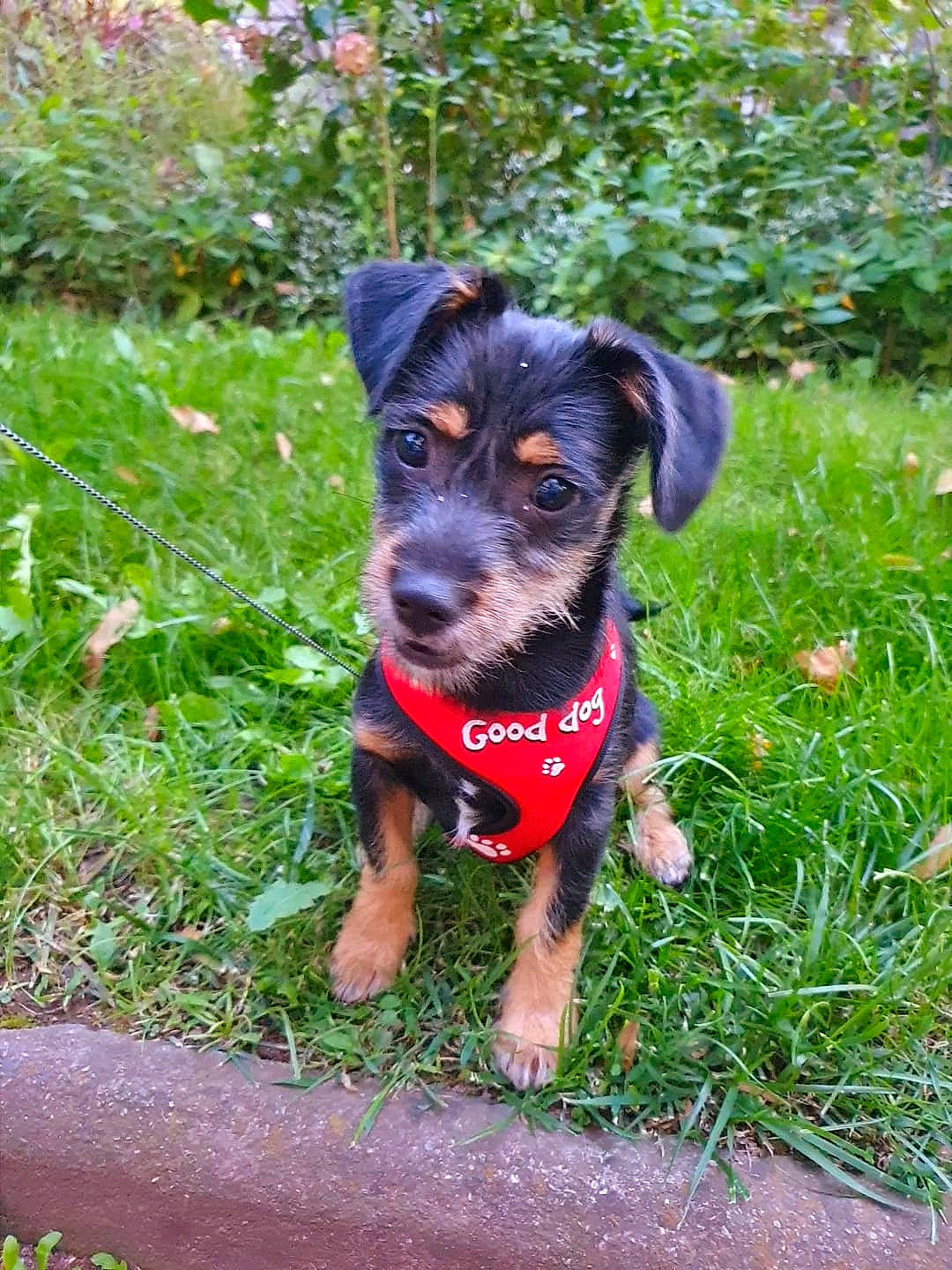 Moogli participe au concours pour gagner de l'argent avec cette photo : black_and_tan_terrier, canidae, carnivore, companion_dog, dog, dog_breed, german_pinscher, gladiolus, jagdterrier, mammal, miniature_pinscher, patterdale_terrier, plant, puppy, rare_breed_dog, snout, sporting_group, terrier, vertebrate