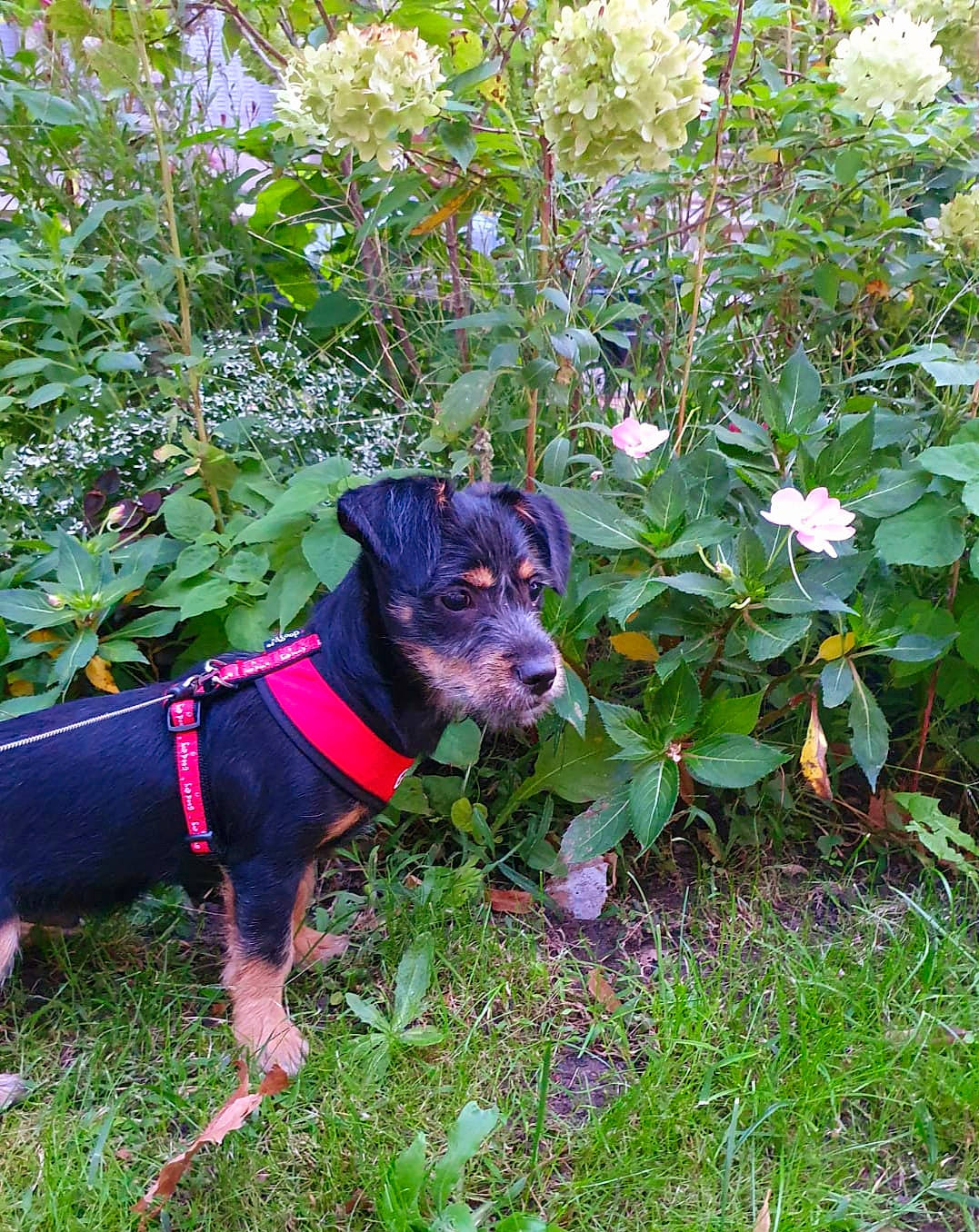 Moogli a rejoint le concours — aidez-le/la à gagner de superbes lots ! adventure, black_and_tan_terrier, canidae, carnivore, dog, dog_breed, flower, german_pinscher, gladiolus, guard_dog, jagdterrier, miniature_pinscher, patterdale_terrier, plant, puppy, terrier, tree, working_dog