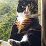 cat, calico, pet, animal, windowsill, indoor, green_eyes, fur, whiskers, curious, sitting, natural_light, blurred_background, cozy, relaxed, domestic, feline, closeup, portrait, window