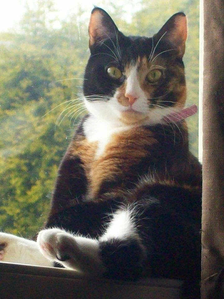 Poppy joined the competition — help win amazing prizes! cat, calico, pet, animal, windowsill, indoor, green_eyes, fur, whiskers, curious, sitting, natural_light, blurred_background, cozy, relaxed, domestic, feline, closeup, portrait, window