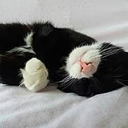 Youri participe au concours pour gagner de l'argent avec cette photo : cat, black_and_white, sleeping, pet, feline, whiskers, paws, nose, fur, domestic_animal, cute, resting, cozy, indoor, blanket, soft, close_up, relaxation, animal, sleep