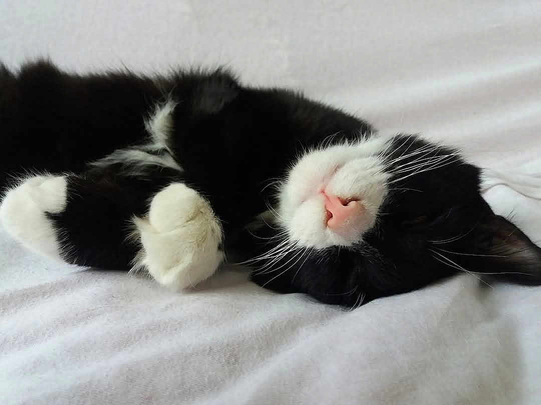 Youri participe au concours pour gagner de l'argent avec cette photo : cat, black_and_white, sleeping, pet, feline, whiskers, paws, nose, fur, domestic_animal, cute, resting, cozy, indoor, blanket, soft, close_up, relaxation, animal, sleep