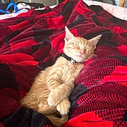 Kion is registered to the contest to win money with this photo: animal, black, blanket, cat, collar, comfort, cozy, cute, domestic_cat, feline, fur, indoor, kitten, nap, pet, red, relaxing, resting, sleeping, soft
