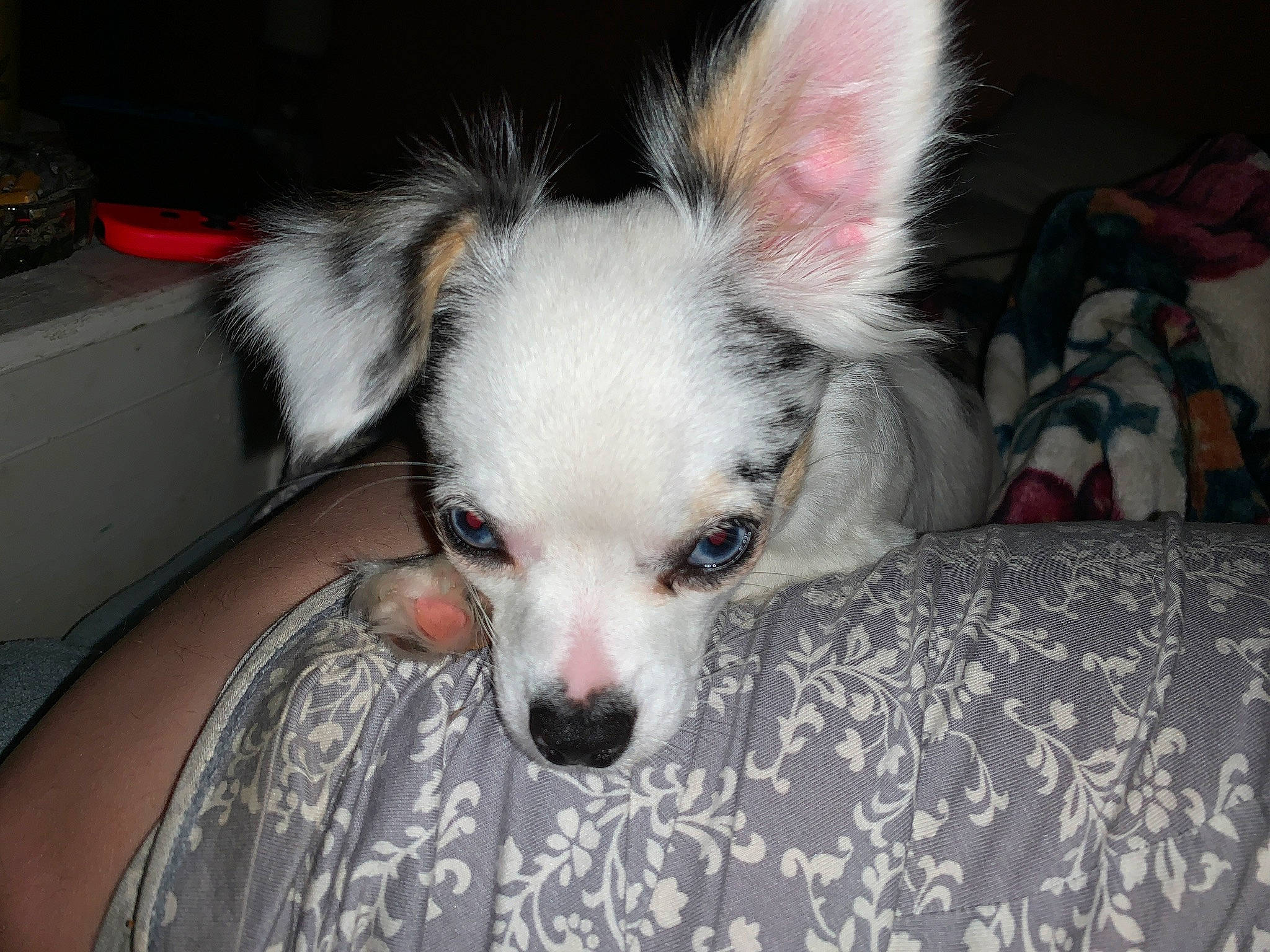 Cora is registered to the contest to win money with this photo: canidae, carnivore, comfort, companion_dog, couch, dog, dog_breed, dog_supply, fawn, fur, non_sporting_group, sporting_group, terrestrial_animal, toy_dog, whiskers