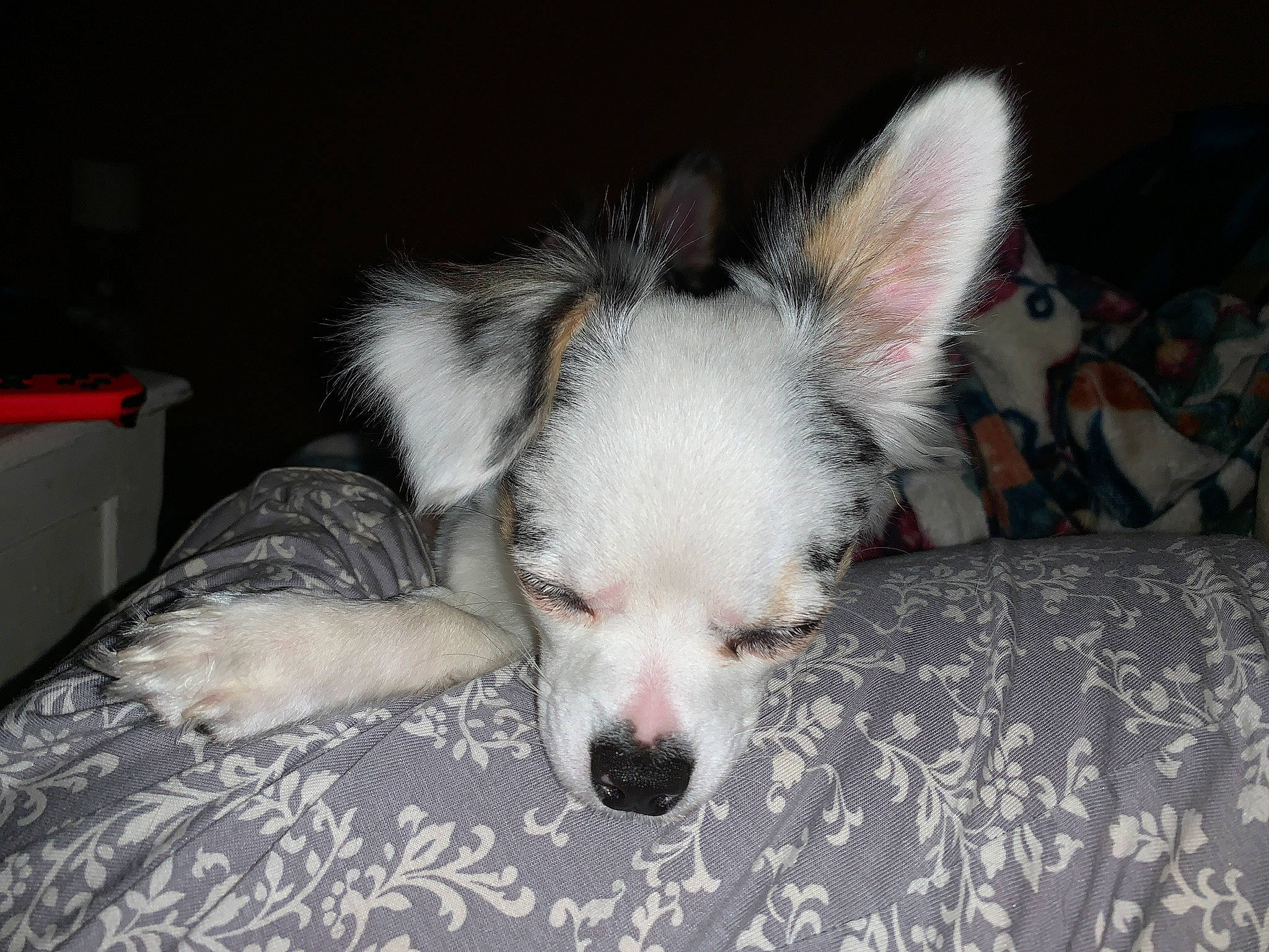 Cora is registered to the contest to win money with this photo: canidae, carnivore, comfort, companion_dog, couch, dog, dog_breed, dog_supply, eye, fawn, fur, nap, paw, puppy, snout, sporting_group, tail, terrestrial_animal, toy_dog, whiskers