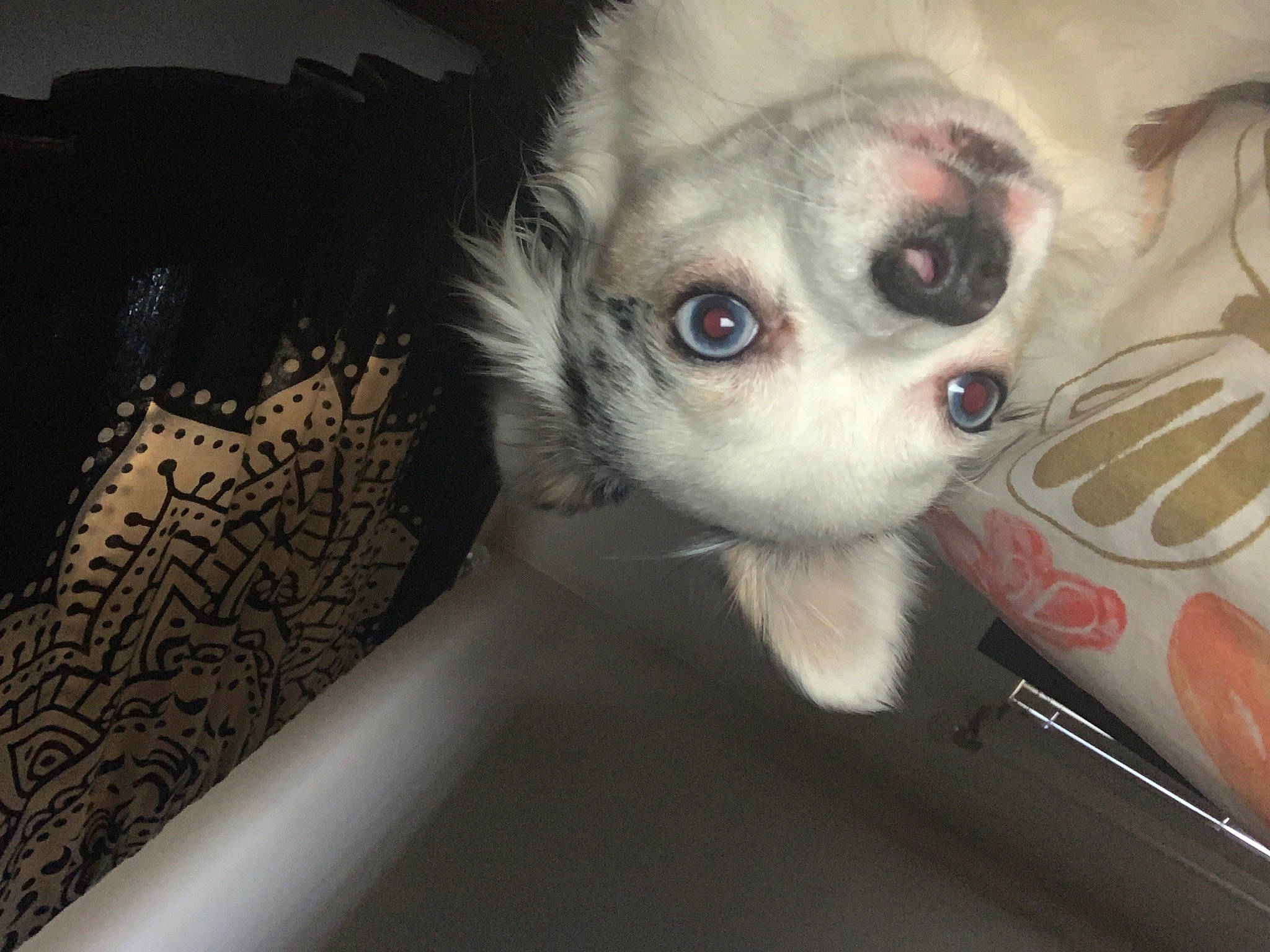 Cora joined the competition — help win amazing prizes! bone, canidae, carnivore, chihuahua, companion_dog, dog, dog_breed, ear, eyelash, eyewear, fawn, fur, non_sporting_group, snout, sporting_group, toy_dog, whiskers, working_animal