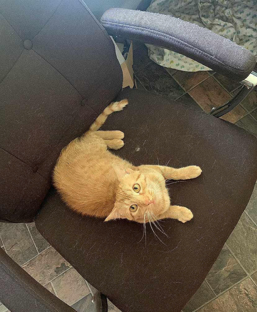 Honey joined the competition — help win amazing prizes! bag, baggage, car_seat, carnivore, cat, claw, comfort, domestic_short_haired_cat, door, fawn, felidae, fur, luggage_and_bags, small_to_medium_sized_cats, tail, terrestrial_animal, vehicle_door, whiskers, window, wood