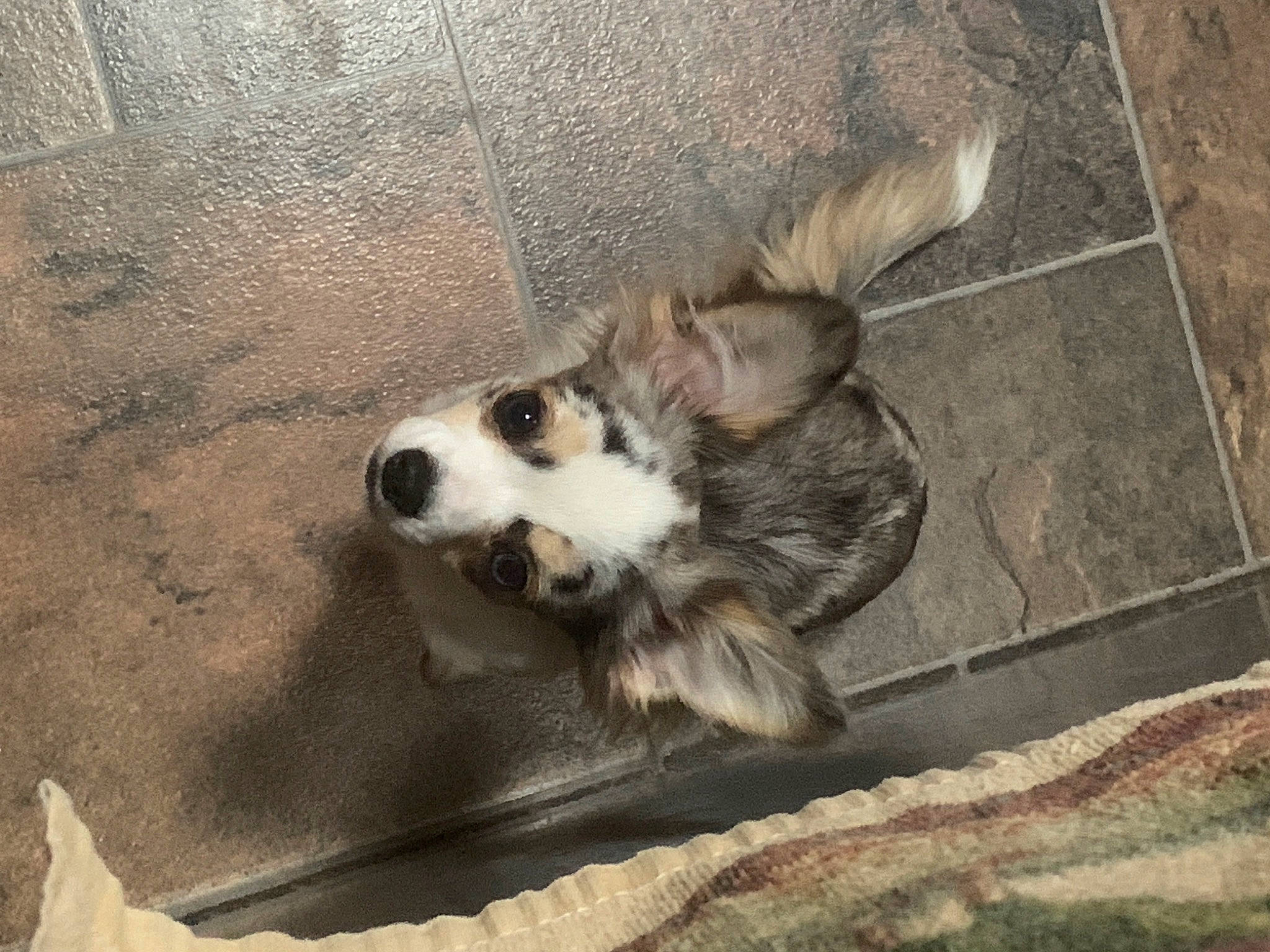 Sofia joined the competition — help win amazing prizes! australian_shepherd, bored, canidae, carnivore, companion_dog, dog, dog_breed, fur, paw, sporting_group, street_dog, terrestrial_animal, whiskers, working_animal, working_dog