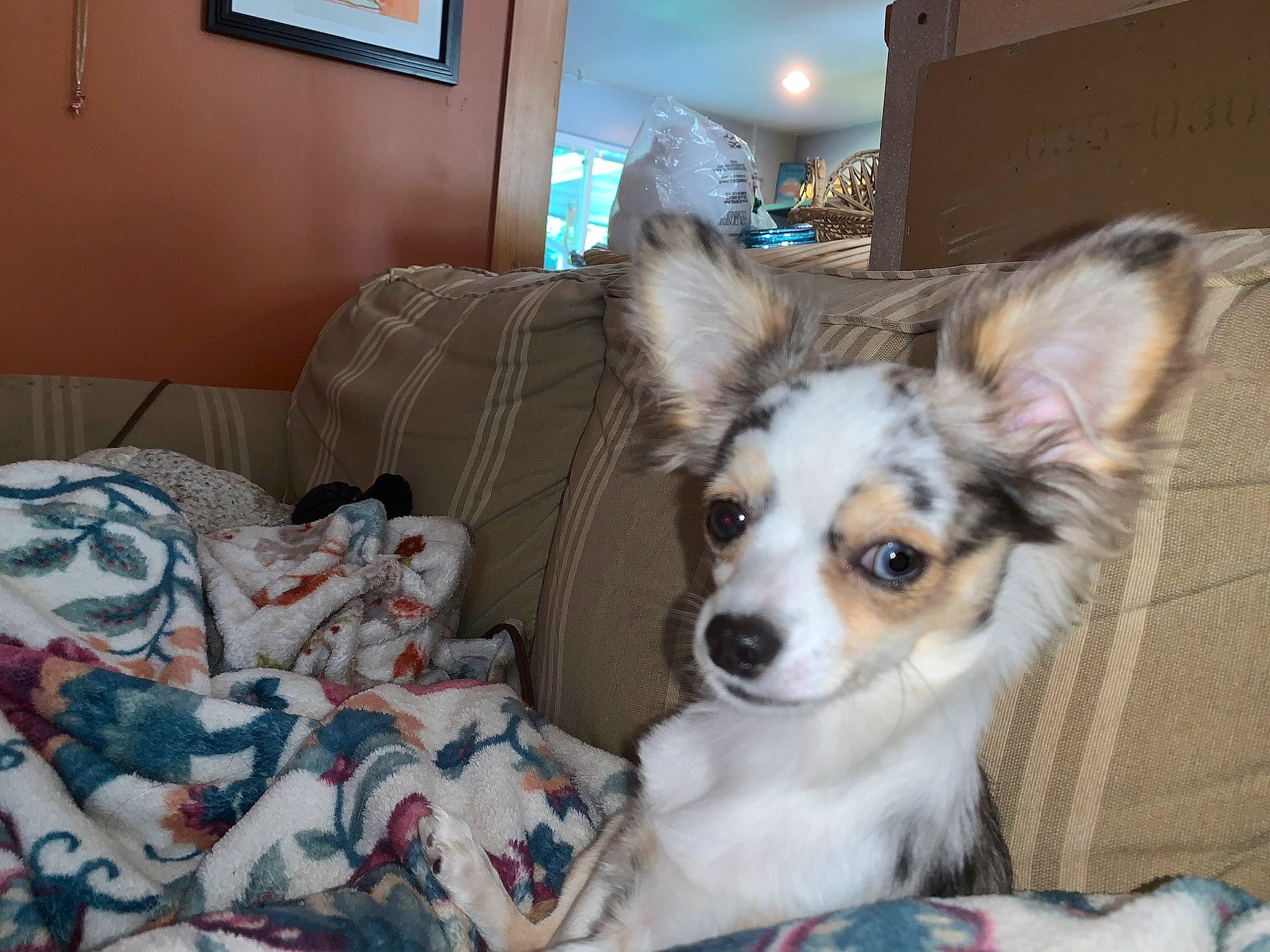 Sofia is registered to the contest to win money with this photo: bed, carnivore, chair, comfort, companion_dog, corgi_chihuahua, couch, dog, dog_breed, dog_supply, fawn, fur, linens, picture_frame, room, toy_dog, whiskers, working_animal