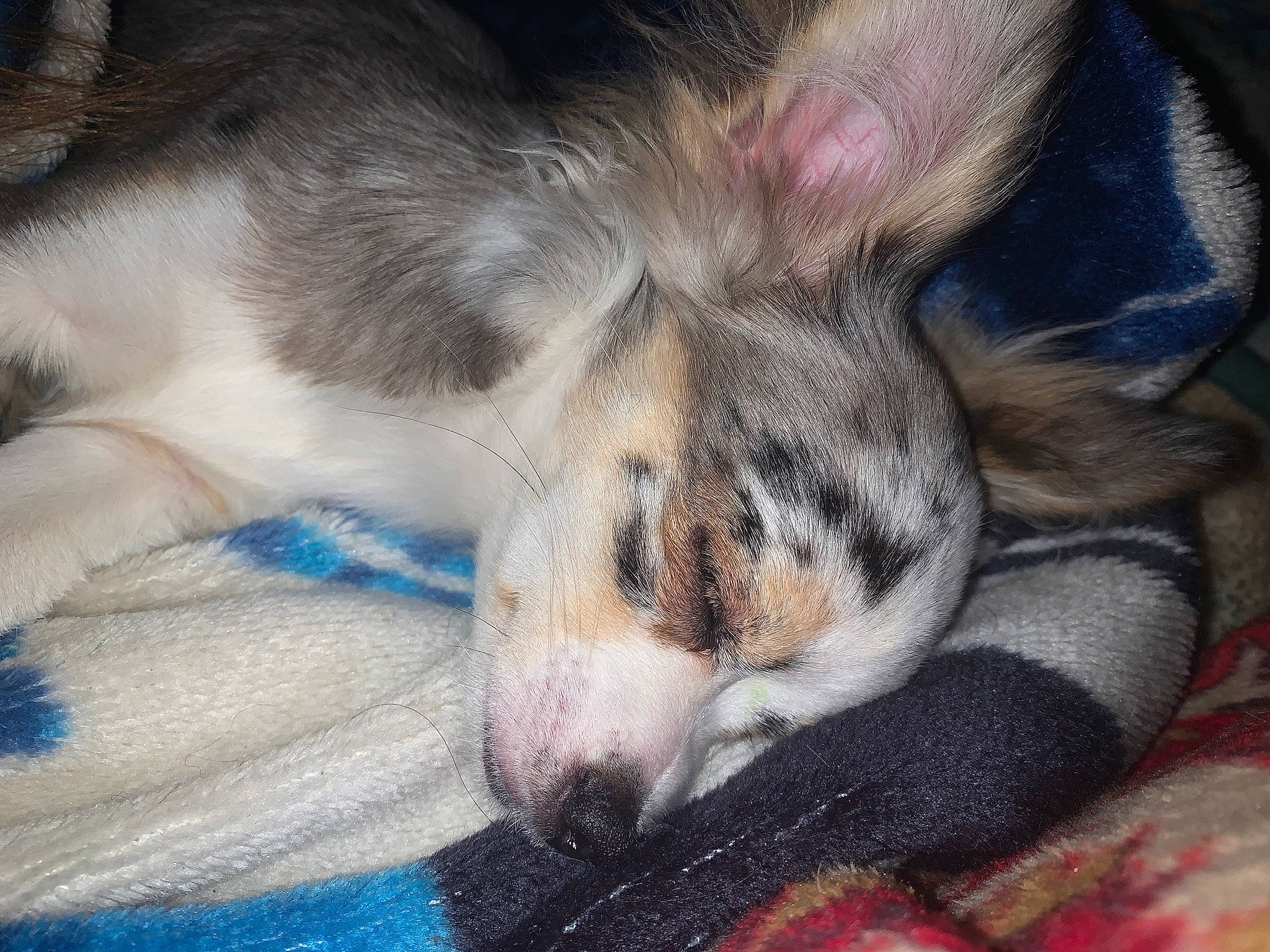 Sofia is registered to the contest to win money with this photo: canidae, carnivore, claw, comfort, companion_dog, dog, dog_breed, fawn, foot, fur, nap, non_sporting_group, paw, puppy, puppy_love, snout, sporting_group, terrestrial_animal, whiskers, working_animal