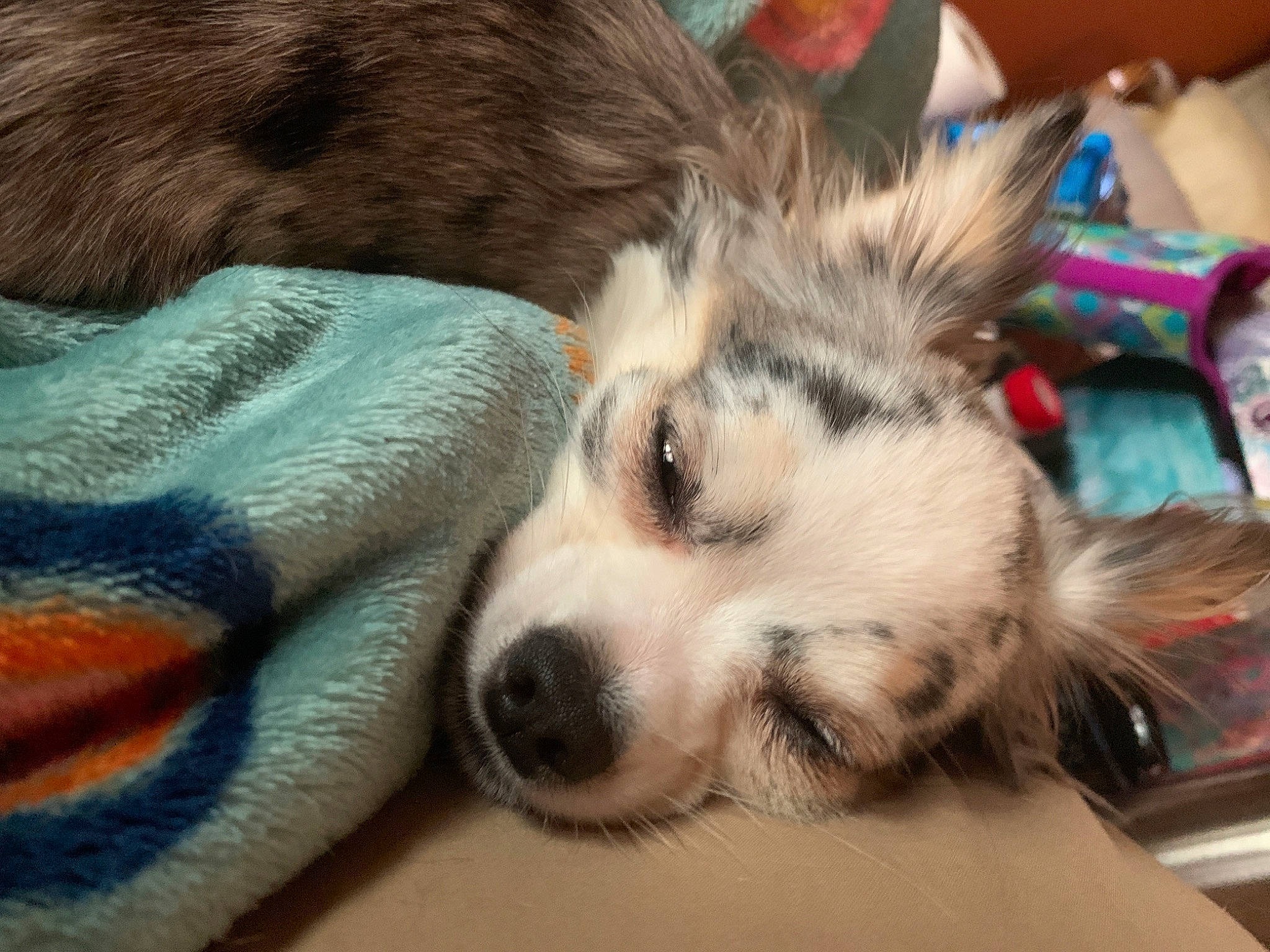 Sofia joined the competition — help win amazing prizes! canidae, carnivore, claw, comfort, companion_dog, dog, dog_breed, fawn, felidae, fur, herding_dog, nap, paw, sled_dog, sleep, small_to_medium_sized_cats, snout, sporting_group, terrestrial_animal, whiskers