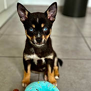 Eiko a rejoint le concours — aidez-le/la à gagner de superbes lots ! adorable, animal, blue_eyes, brown_and_black, close_up, cute, dog, ears_up, floor, indoor, looking_at_camera, pet, playful, plush_toy, puppy, sitting, small_dog, tile_floor, toy, young_dog