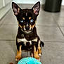 adorable, animal, blue_eyes, brown_and_black, close_up, cute, dog, ears_up, floor, indoor, looking_at_camera, pet, playful, plush_toy, puppy, sitting, small_dog, tile_floor, toy, young_dog