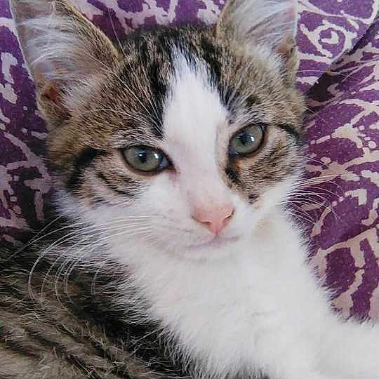 Oreo