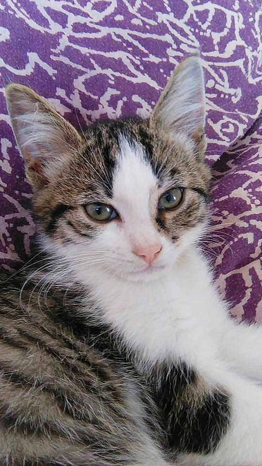 Oreo