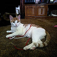 Reba is registered to the contest to win money with this photo: animal, carpet, cat, cozy, curious, cute, domestic, feline, floor, indoor, living_room, orange, pet, playful, relaxed, resting, string, tangled, white, wooden_furniture