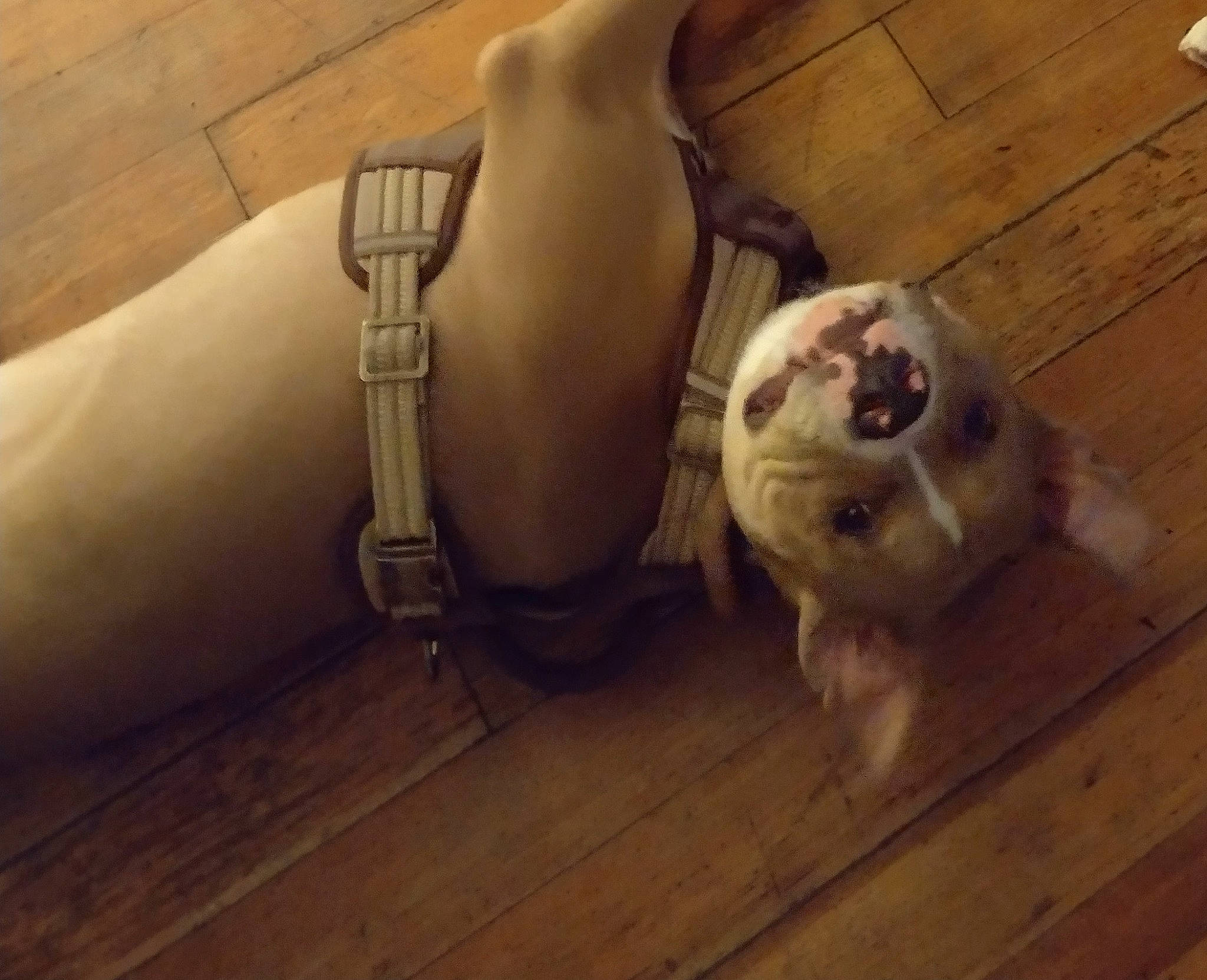 Kaine joined the competition — help win amazing prizes! carnivore, cat, comfort, companion_dog, couch, dog_breed, fawn, felidae, floor, flooring, hardwood, laminate_flooring, small_to_medium_sized_cats, snout, sporting_group, tail, toy_dog, whiskers, wood, wood_flooring