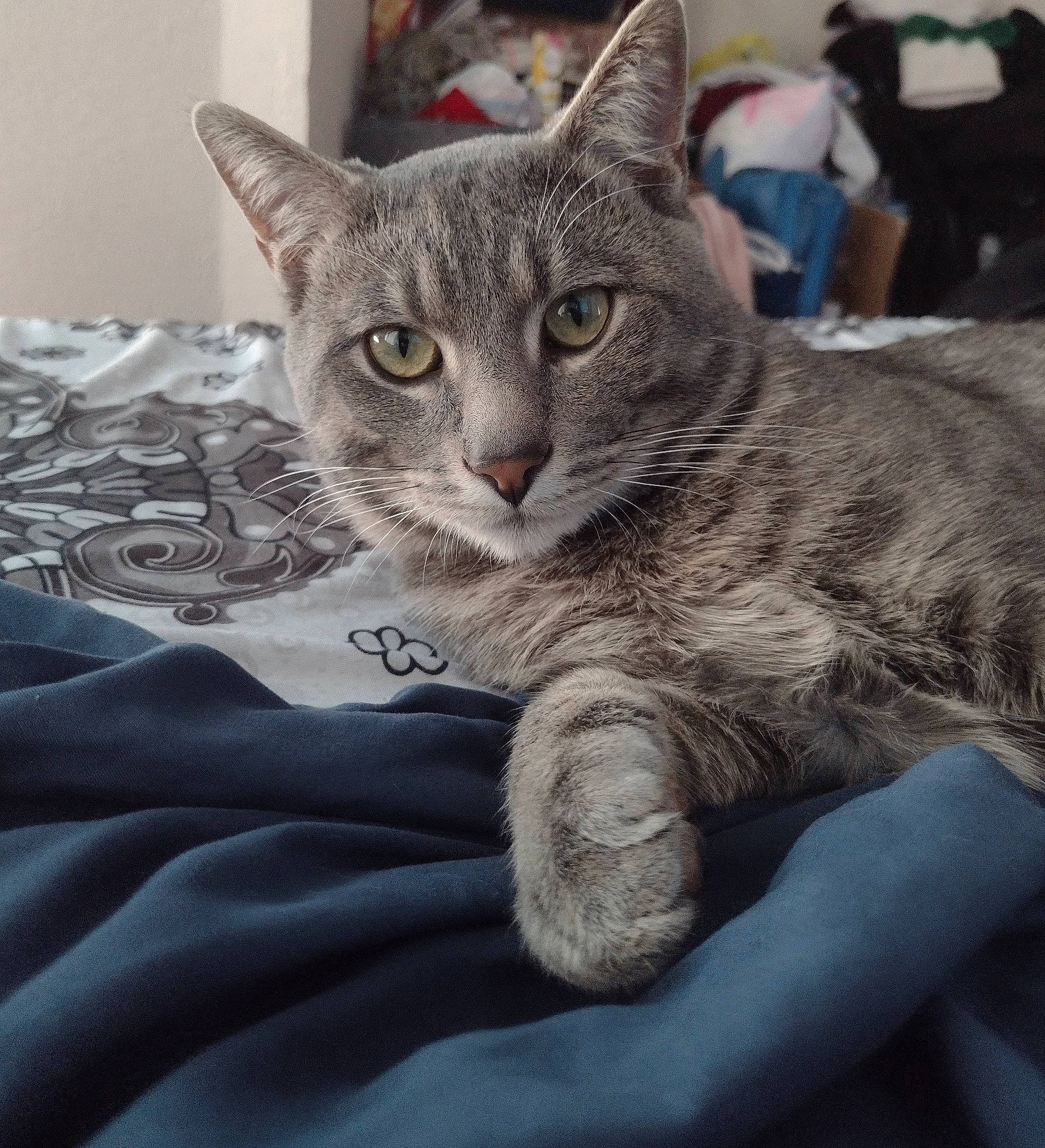 Wolfe joined the competition — help win amazing prizes! carnivore, cat, claw, comfort, domestic_short_haired_cat, felidae, fur, grey, paw, small_to_medium_sized_cats, snout, whiskers, window