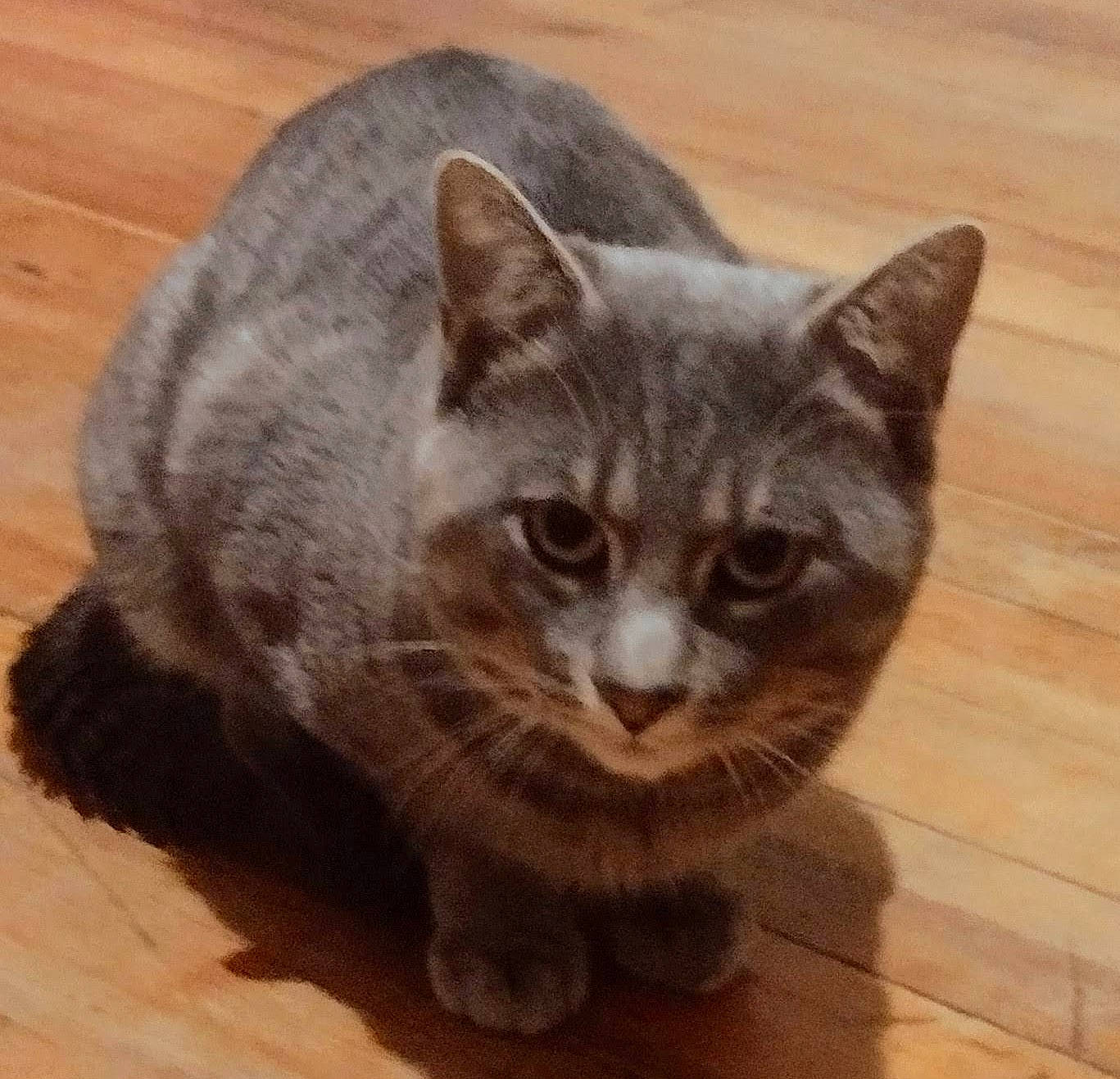 Wolfe is registered to the contest to win money with this photo: art, carnivore, cat, domestic_short_haired_cat, fawn, felidae, flooring, fur, grey, hardwood, small_to_medium_sized_cats, snout, tail, terrestrial_animal, varnish, whiskers, wood, wood_flooring, wood_stain