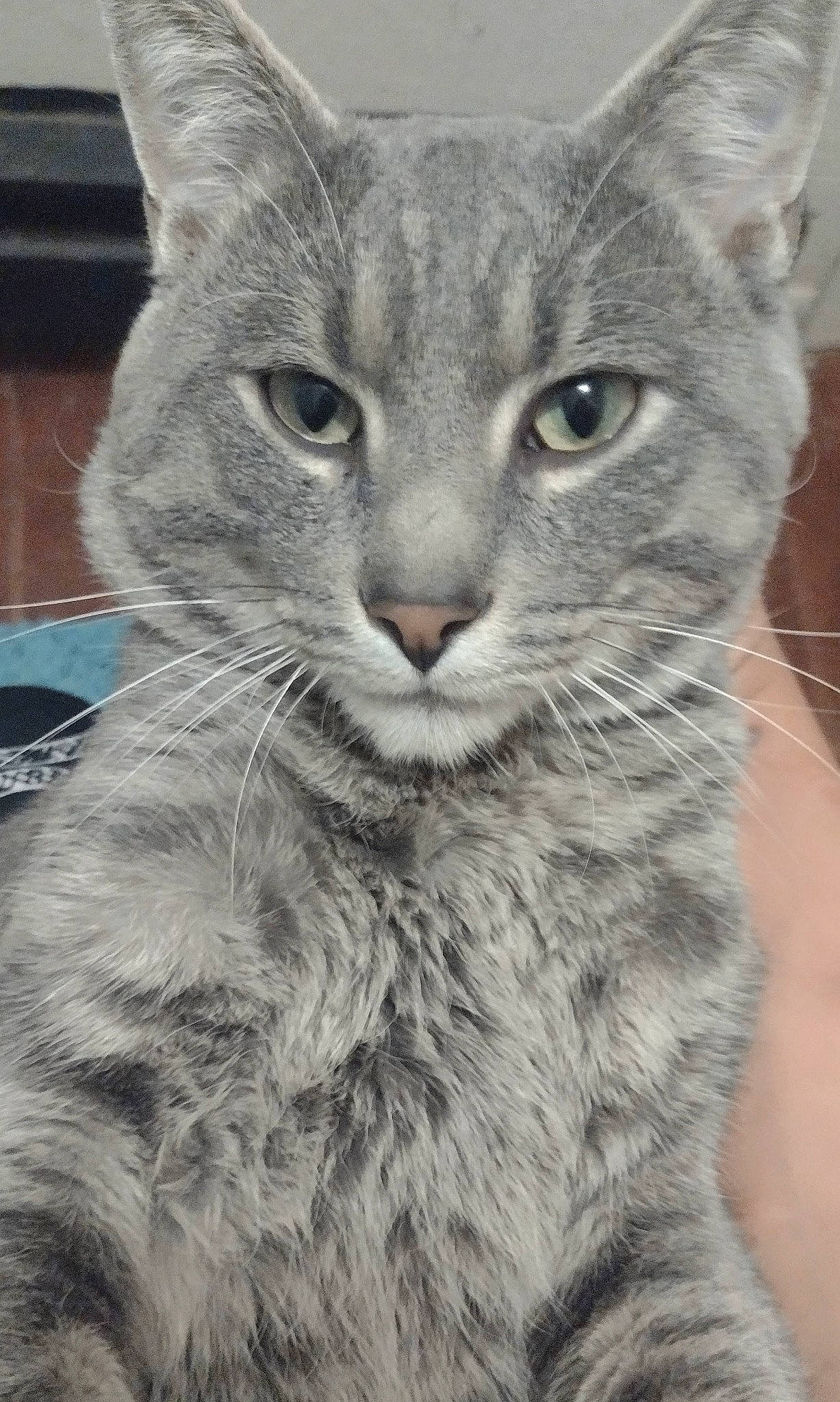 Wolfe is registered to the contest to win money with this photo: carnivore, cat, close_up, domestic_short_haired_cat, felidae, fur, grey, small_to_medium_sized_cats, snout, terrestrial_animal, whiskers, wildlife, window