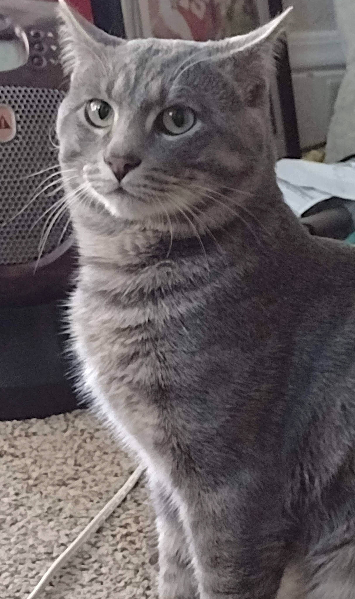 Wolfe joined the competition — help win amazing prizes! carnivore, cat, domestic_short_haired_cat, felidae, fur, grey, monochrome_photography, sitting, small_to_medium_sized_cats, snout, tail, terrestrial_animal, whiskers, window